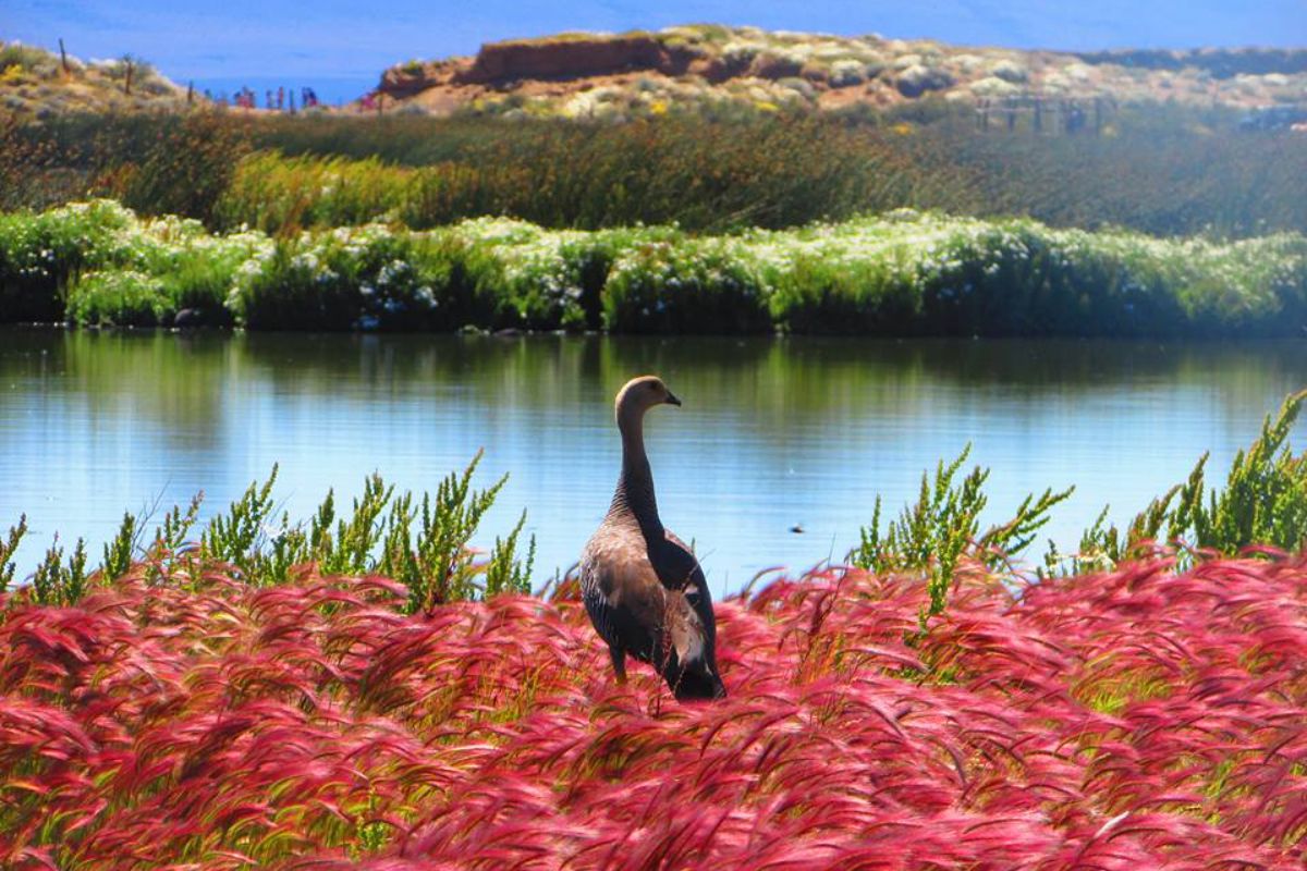 La reserva ecológica Laguna de Nimez,